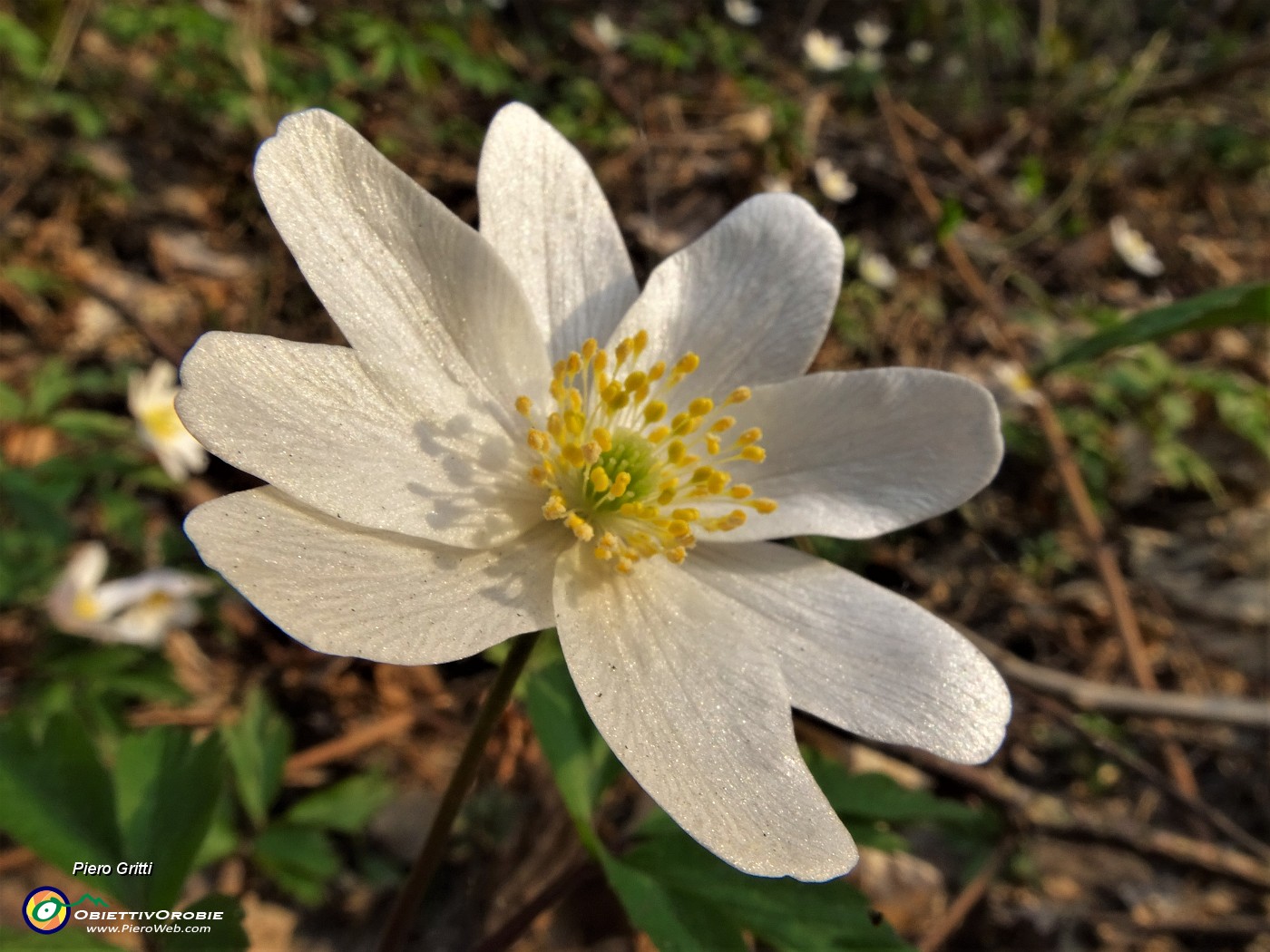 66 Anemone dei boschi  (Anemoides nemorosa) protagonista dei sentieri fioriti sopra casa.JPG